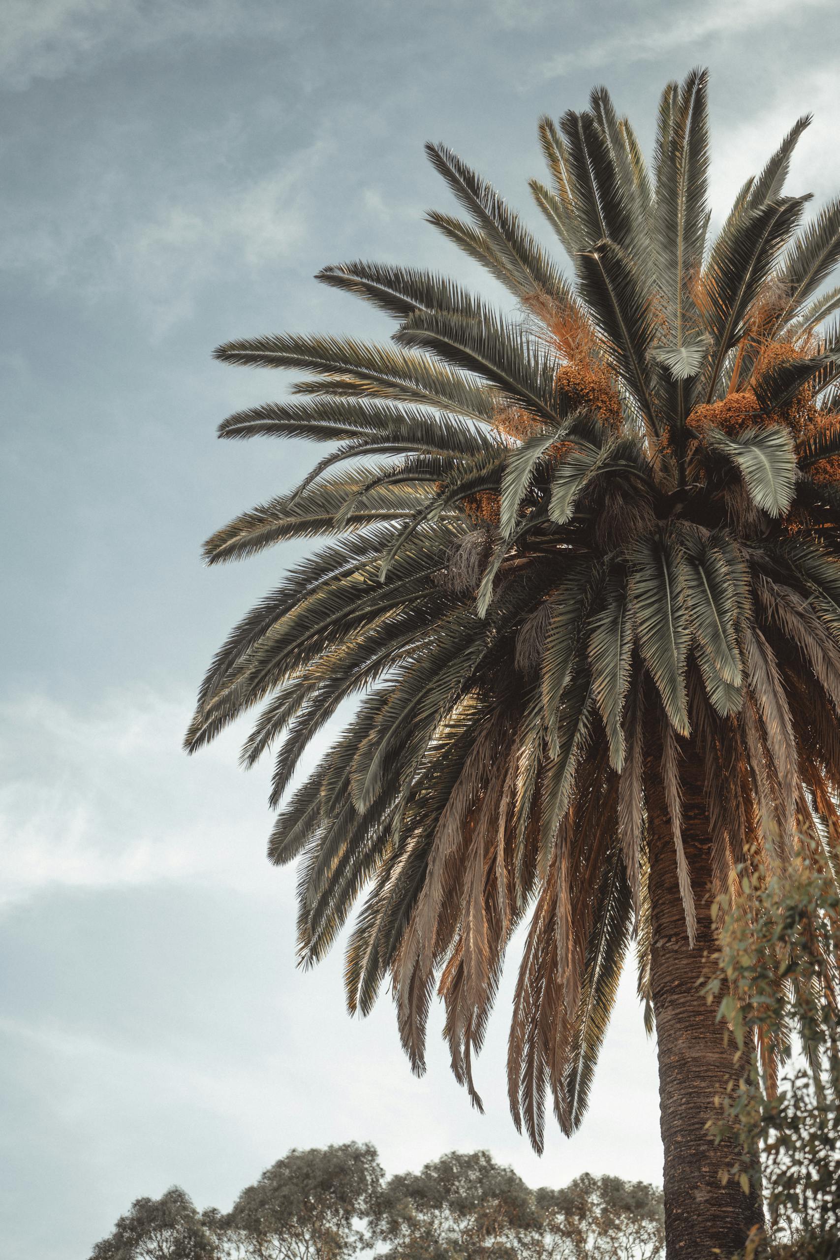 A towering palm tree against the blue sky in Kings Park, Perth, Western Australia.